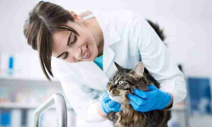 How to treat cystitis at cats