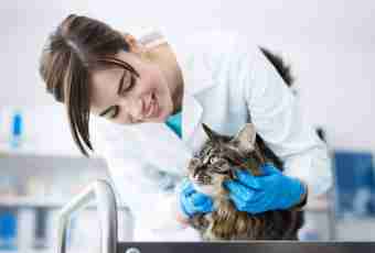 How to treat cystitis at cats
