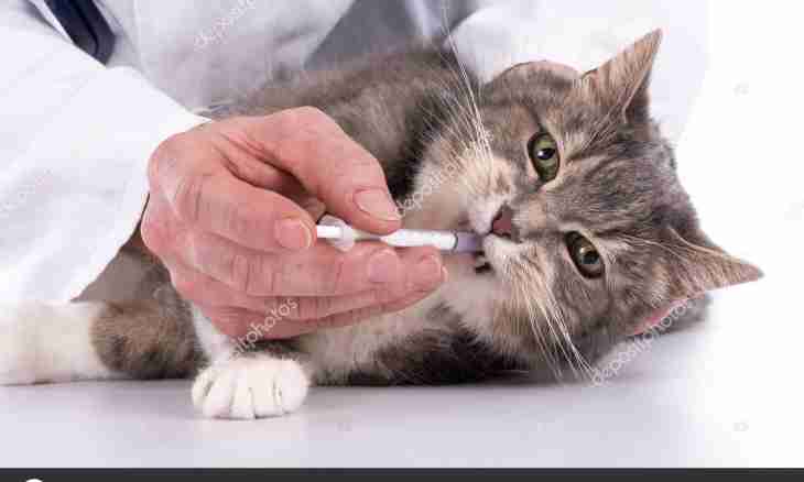 How to cure an ulcer at a cat