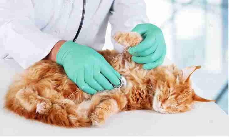 Hepatitis at cats: symptoms, treatment