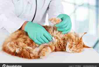 Hepatitis at cats: symptoms, treatment