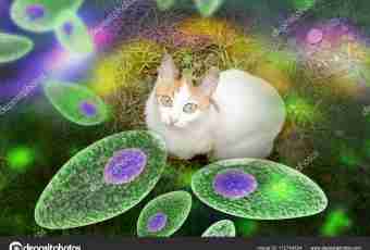 The microbes living in your cat