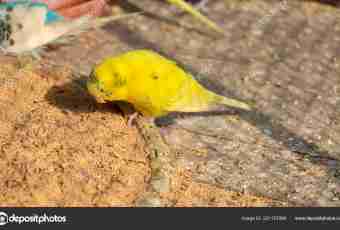 How to define a disease at a budgerigar