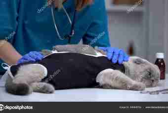 As carry out sterilization of a cat