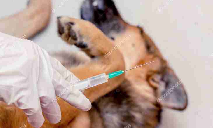 How to give a hypodermic injection to a dog