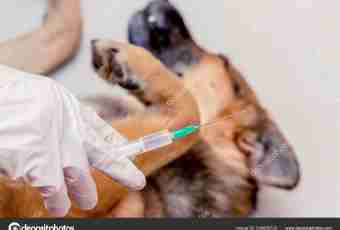 How to give a hypodermic injection to a dog
