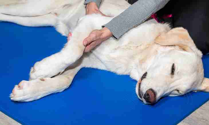 How to treat a sore liver at a dog