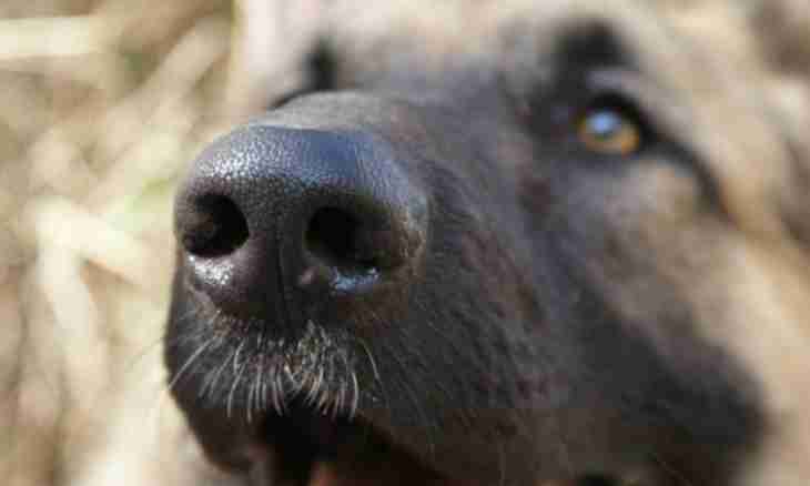 About what the dry nose at a dog ""signals""