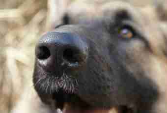 About what the dry nose at a dog 