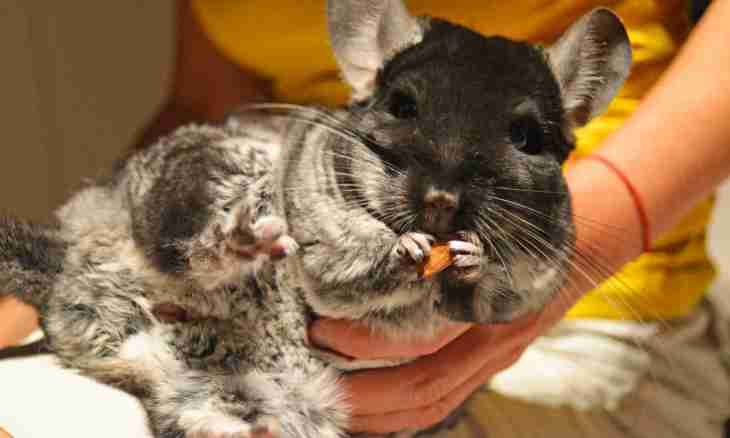 How to treat chinchillas
