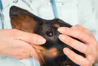 How to treat the wound to a dog