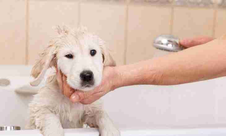 How to wash out a stomach to a dog
