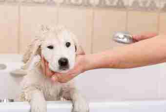 How to wash out a stomach to a dog