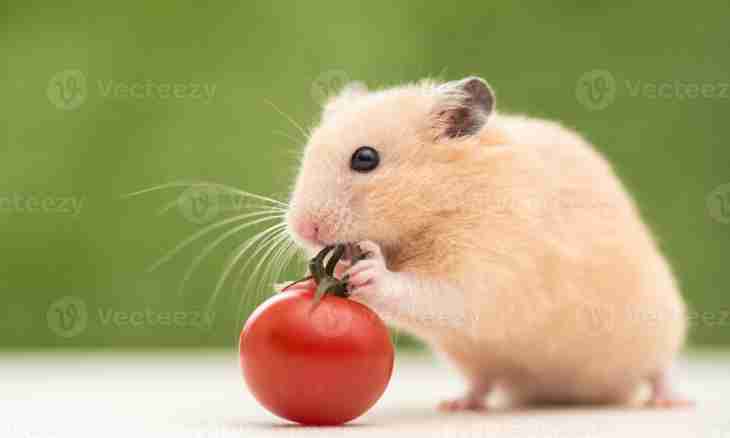 How to treat a hamster