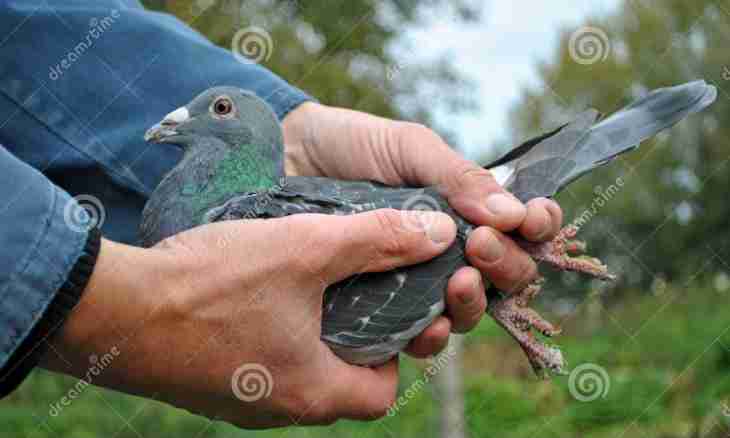 How to cure a pigeon