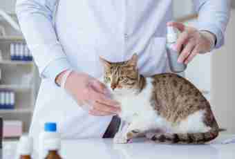 How to treat hormonal failure at a cat