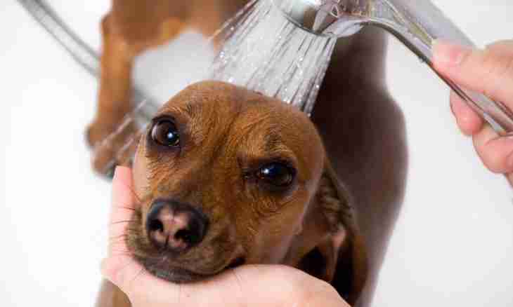 What to do if the dog had a dandruff