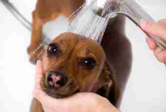 What to do if the dog had a dandruff