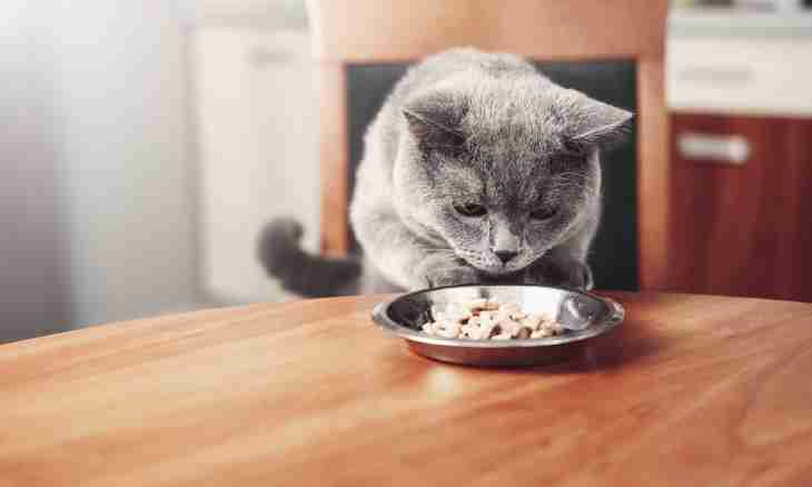 What to do if the cat refuses food and water