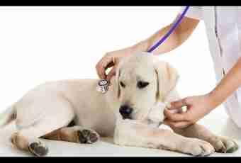 Whether it is necessary to sterilize pets?