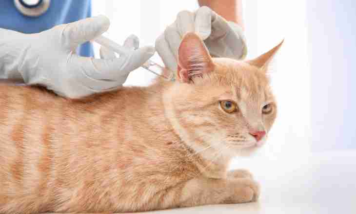 How to give injections to a cat