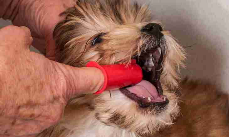 How to treat gingivit at dogs