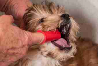 How to treat gingivit at dogs