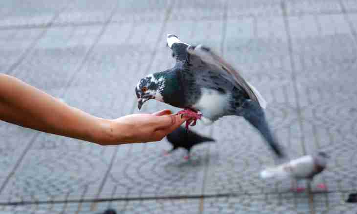 How to leave a pigeon