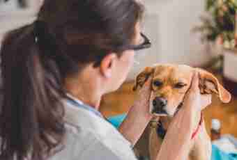 How to treat mastopathy at dogs