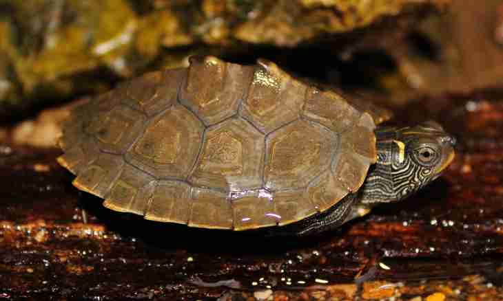 As it is correct to treat a krasnoukhy turtle