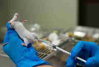 How to give an injection to a rat