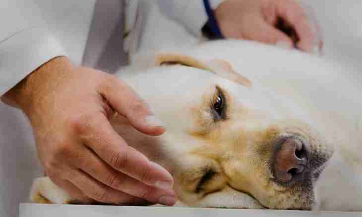How to treat a piroplasmosis at dogs