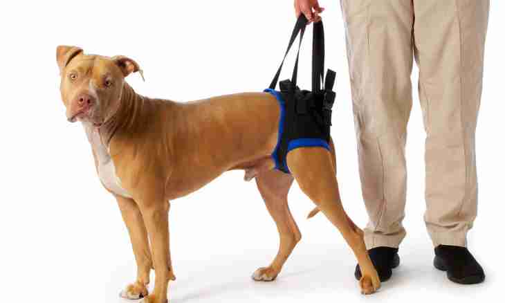 How to treat rickets at dogs