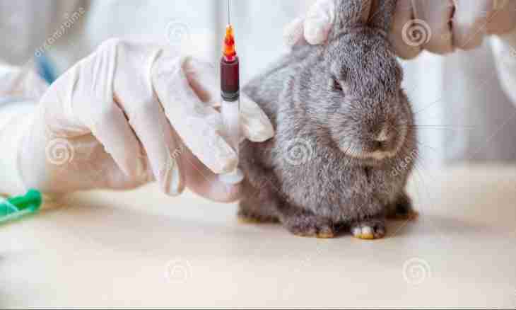 How to give an injection to a rabbit
