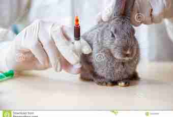 How to give an injection to a rabbit