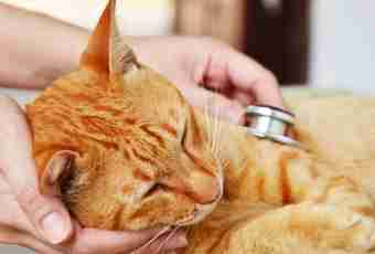 How to treat a liver at a cat