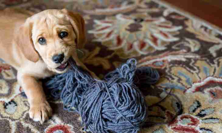 How to knit bootees for a dog