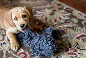 How to knit bootees for a dog