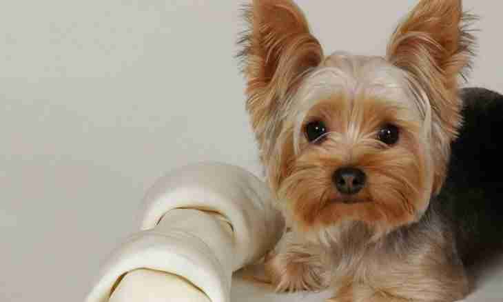 How to make a bow for a Yorkshire terrier
