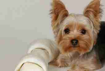 How to make a bow for a Yorkshire terrier