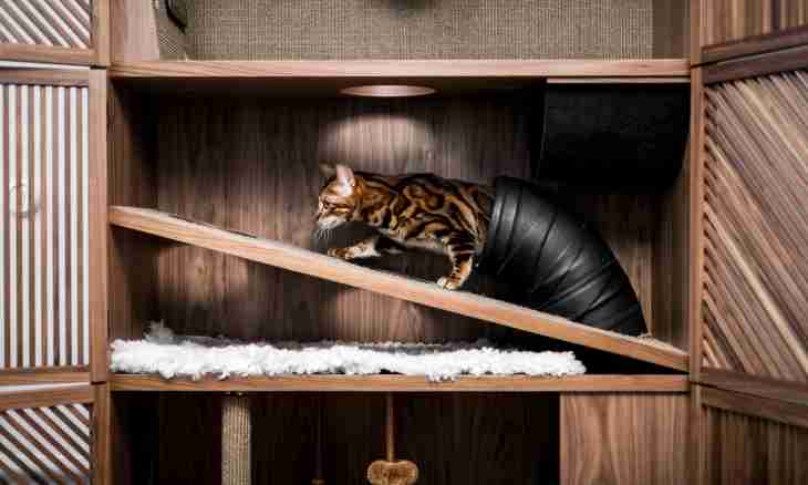 How to construct to a cat a lodge