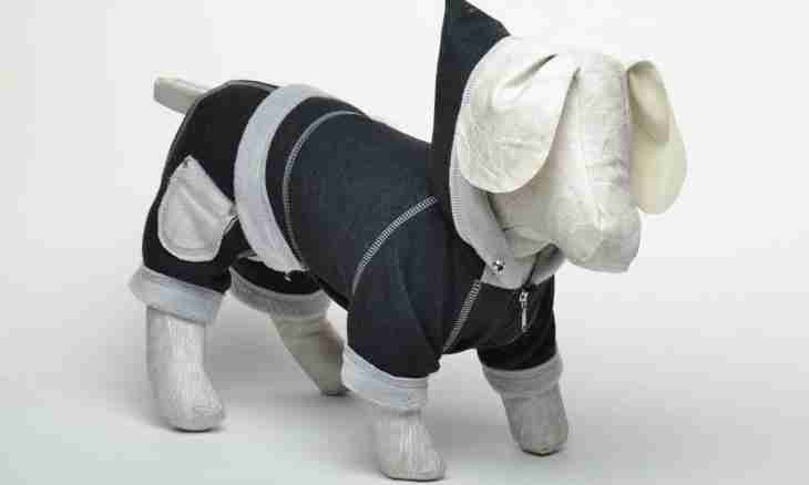 How to sew a suit for a dog