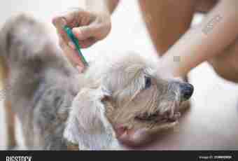 How to treat a hypodermic tick at a dog