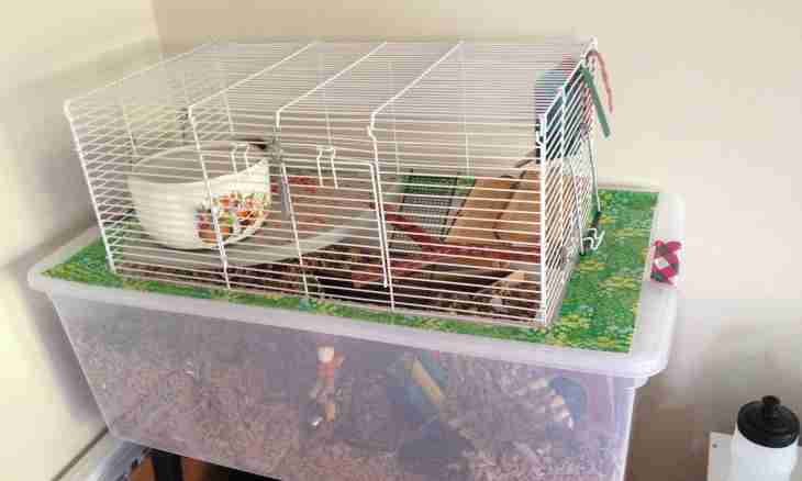 How to make a cage for a hamster with own hands