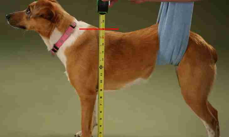 How to sew a breast-band for dogs