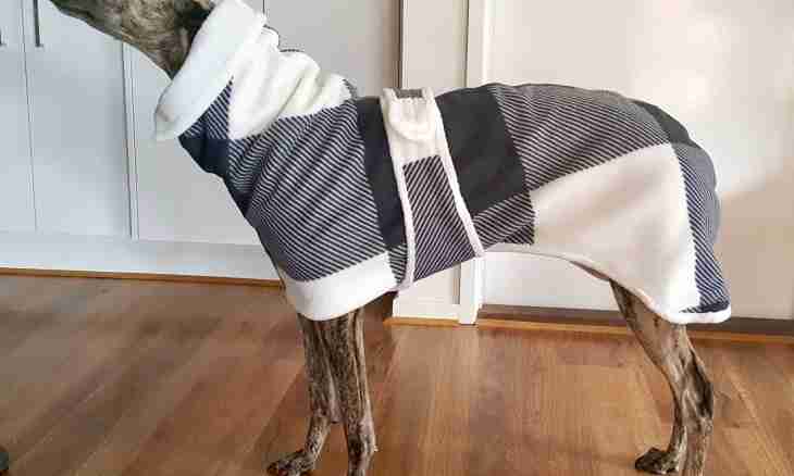 How to sew clothes to a dog