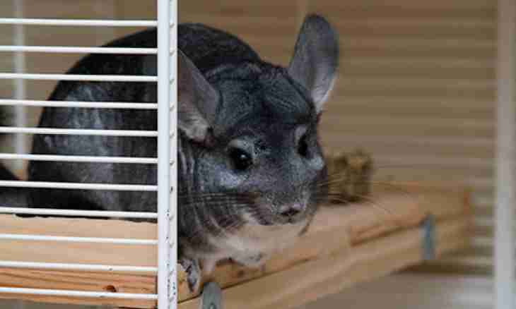 How to make a cage for a chinchilla most