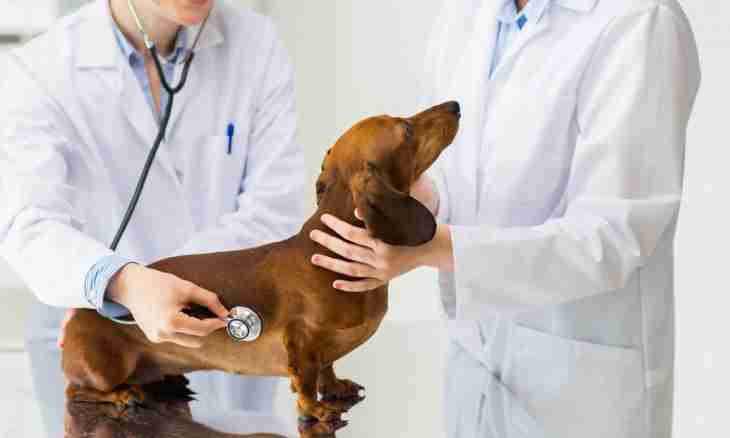 How to treat diseases at animals