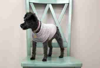 How to knit a sweater to a dog