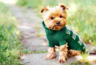 How to dress a Yorkshire terrier